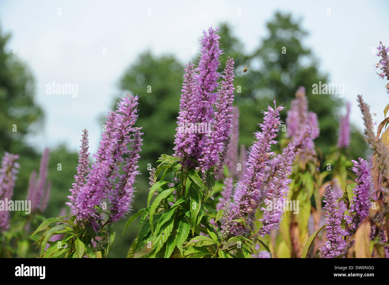 Elsholtzia stauntonii Stock Photo