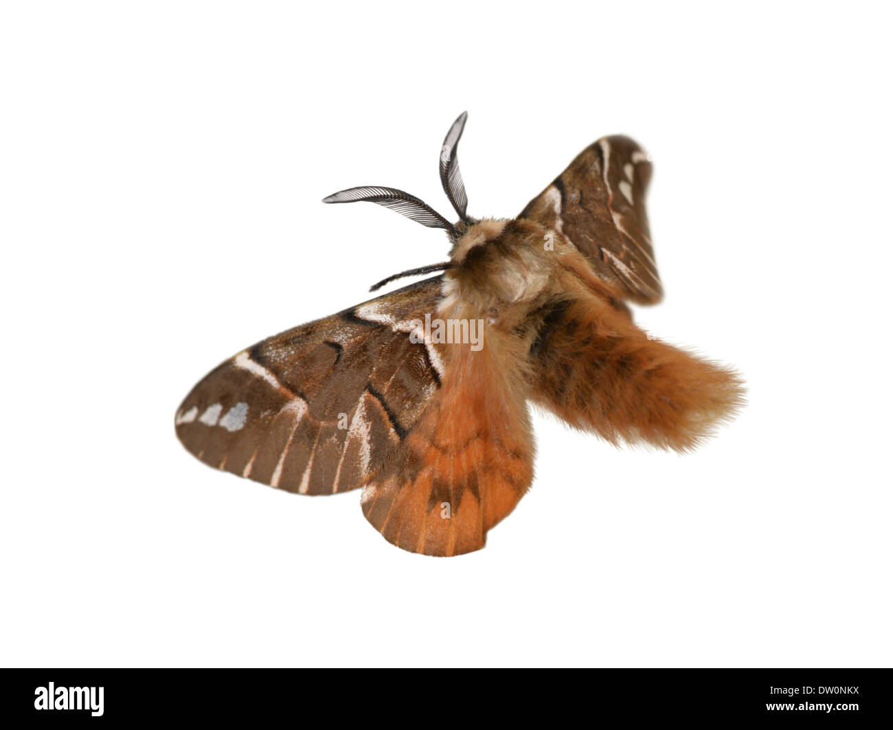 Kentish Glory - Endromis versicolora - Male Stock Photo