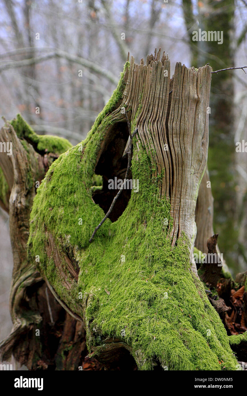 Moss in dead tree Stock Photo