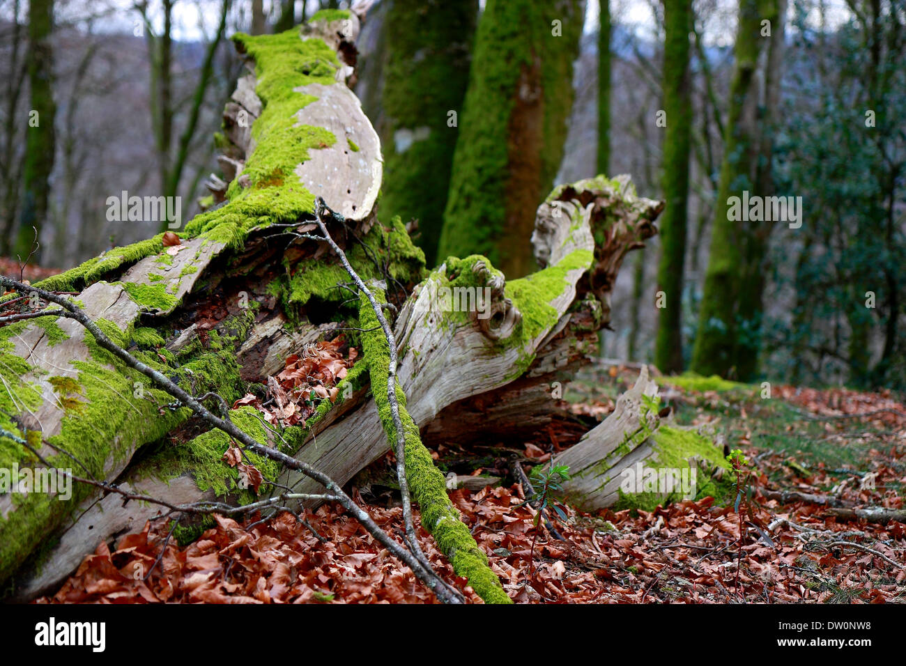 Tree over fallen leaves Stock Photo