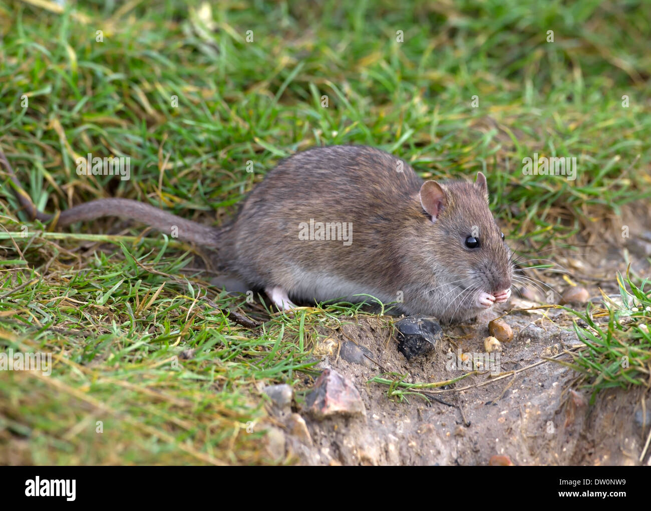 Brown Rat Rattus norvegicus Stock Photo