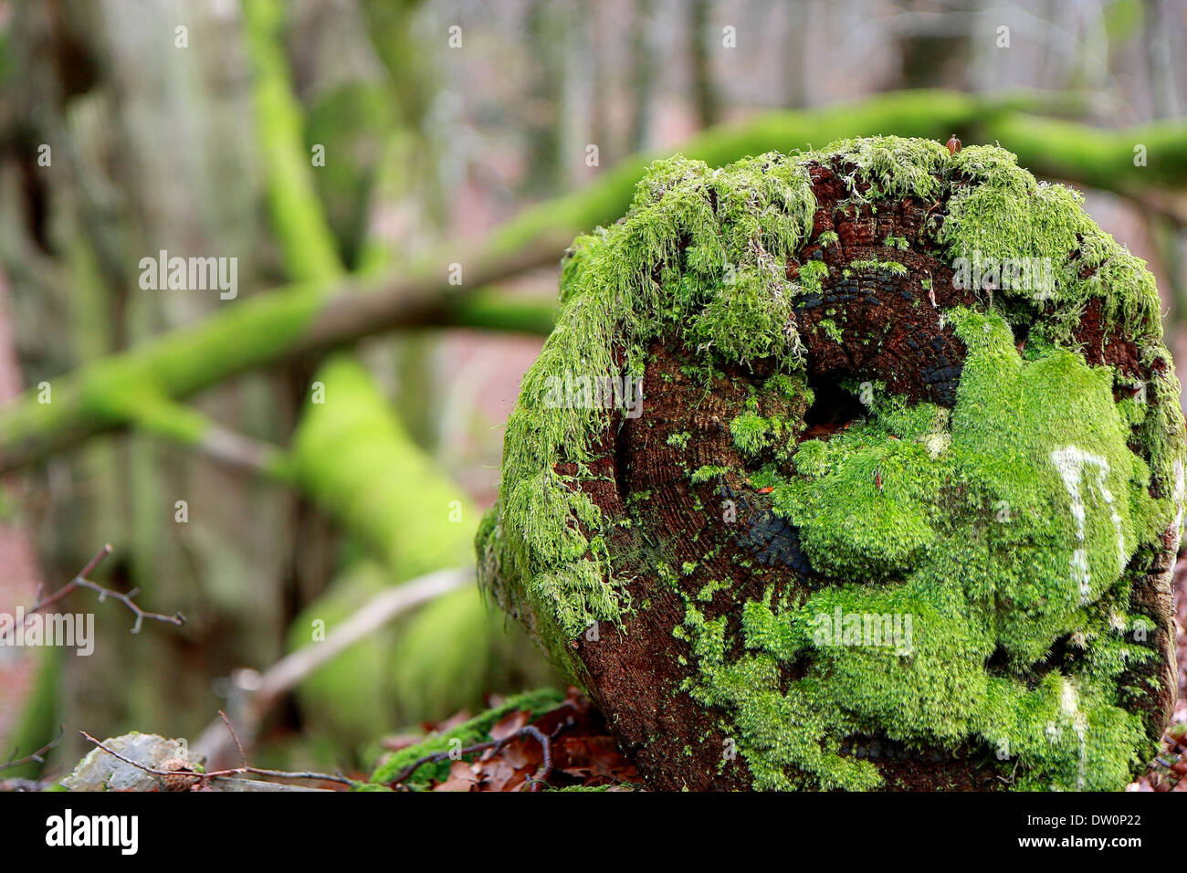 Moss over wood Stock Photo
