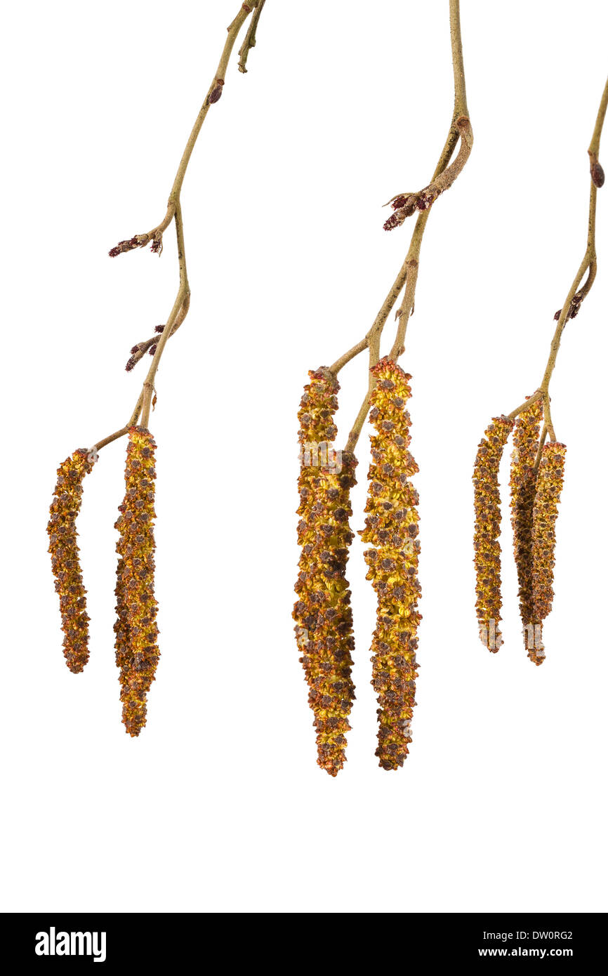 Alder catkins isolated on a white background Stock Photo