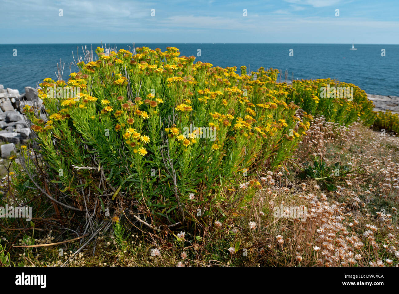 GOLDEN SAMPHIRE Inula crithmoides (Asteraceae) Stock Photo