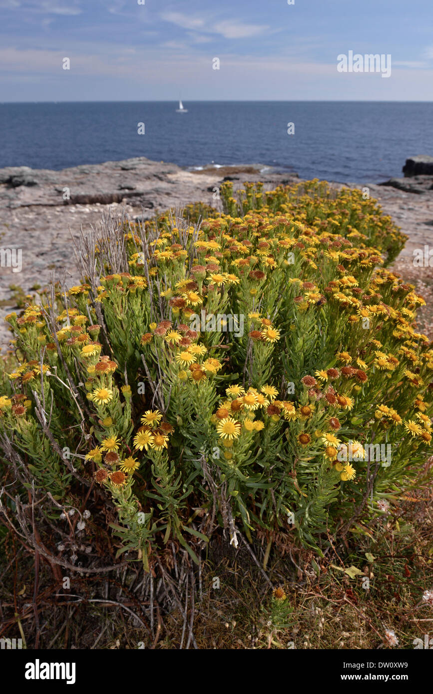 GOLDEN SAMPHIRE Inula crithmoides (Asteraceae) Stock Photo