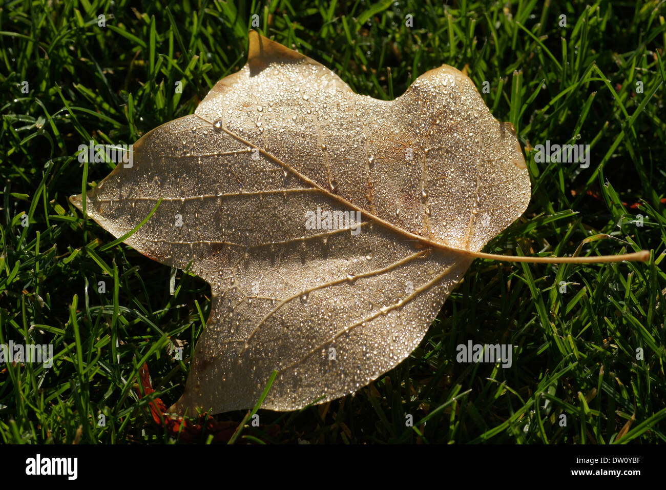 Indian Tulip Tree Flower High Resolution Stock Photography and Images ...