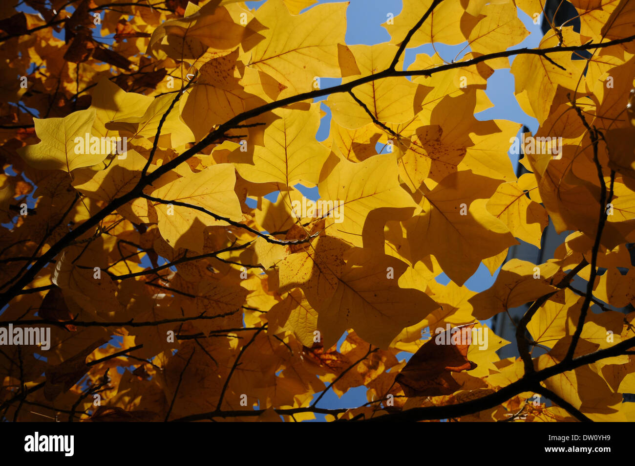 Indian tulip tree hi-res stock photography and images - Alamy