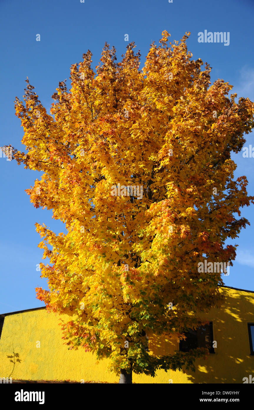 Norway Maple Stock Photo