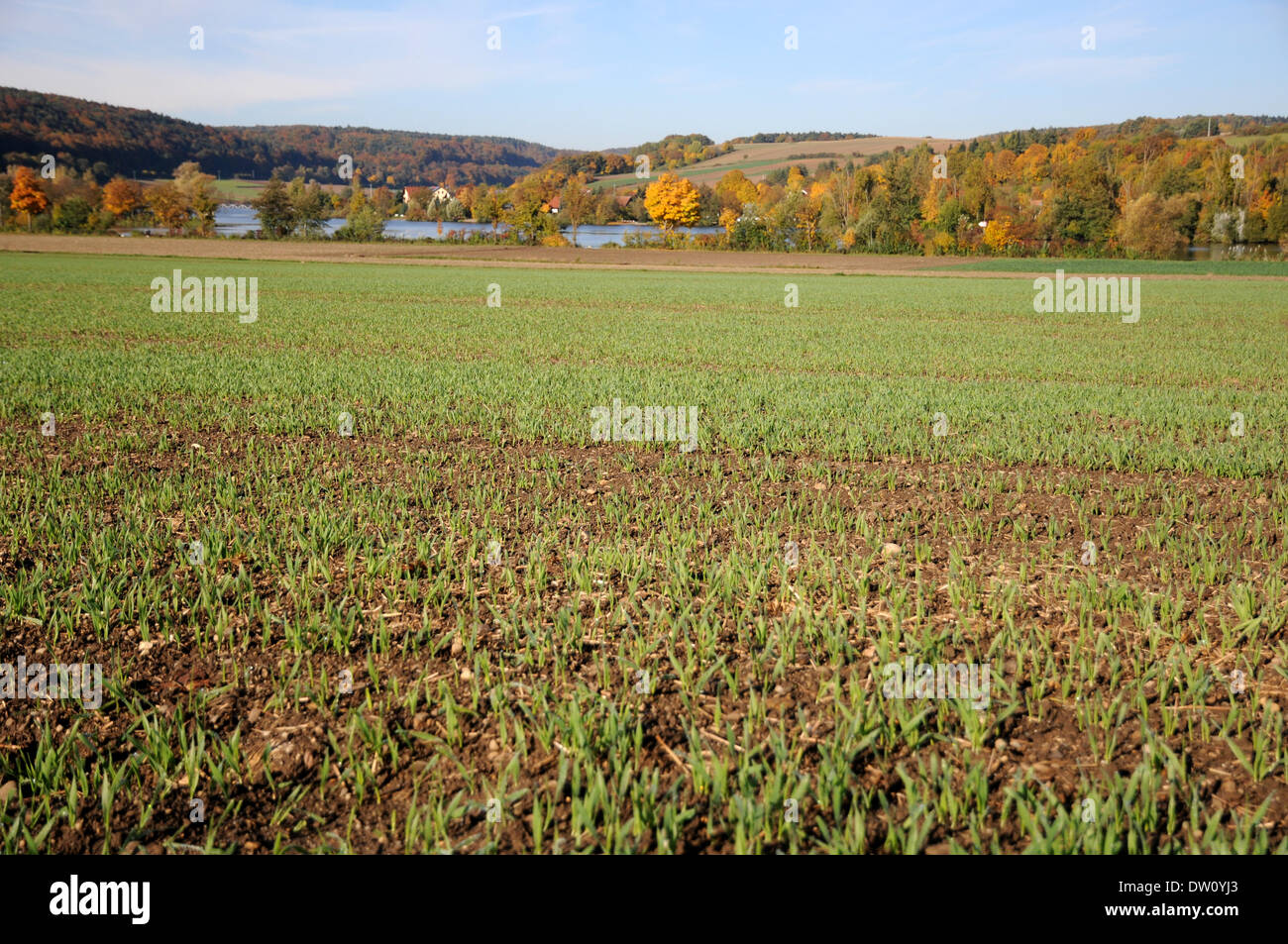Indian wheat field hi-res stock photography and images - Alamy