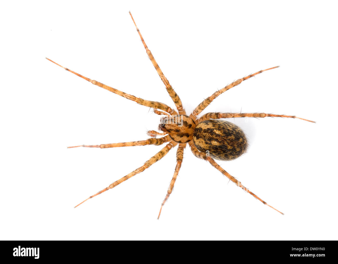 Tegenaria silvestris - Female. Found with it's sheet web on forest floor and under stones. It is a small delicate version of the Stock Photo