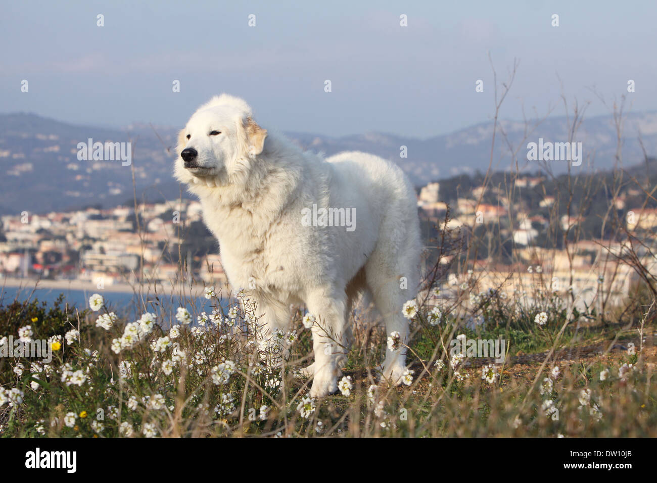 great pyrenees wolf collar