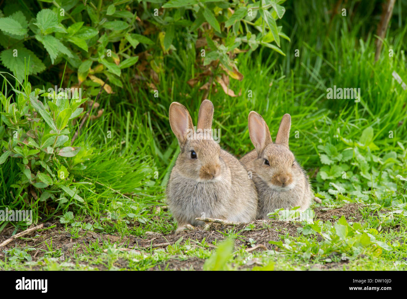 Pair of Rabbits sat together Stock Photo - Alamy