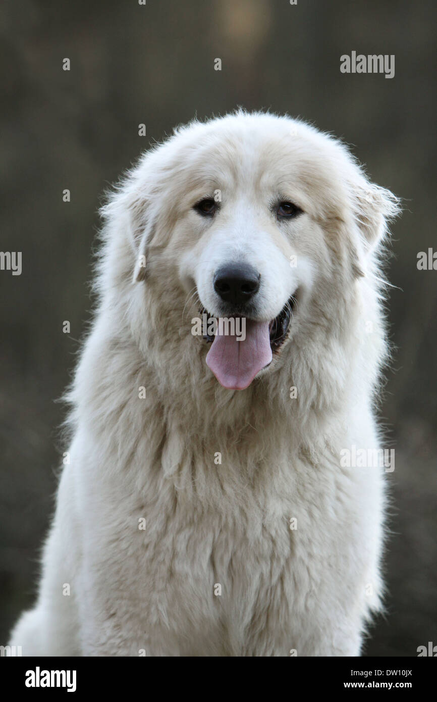 How Much Does A Pyrenean Mountain Dog Cost