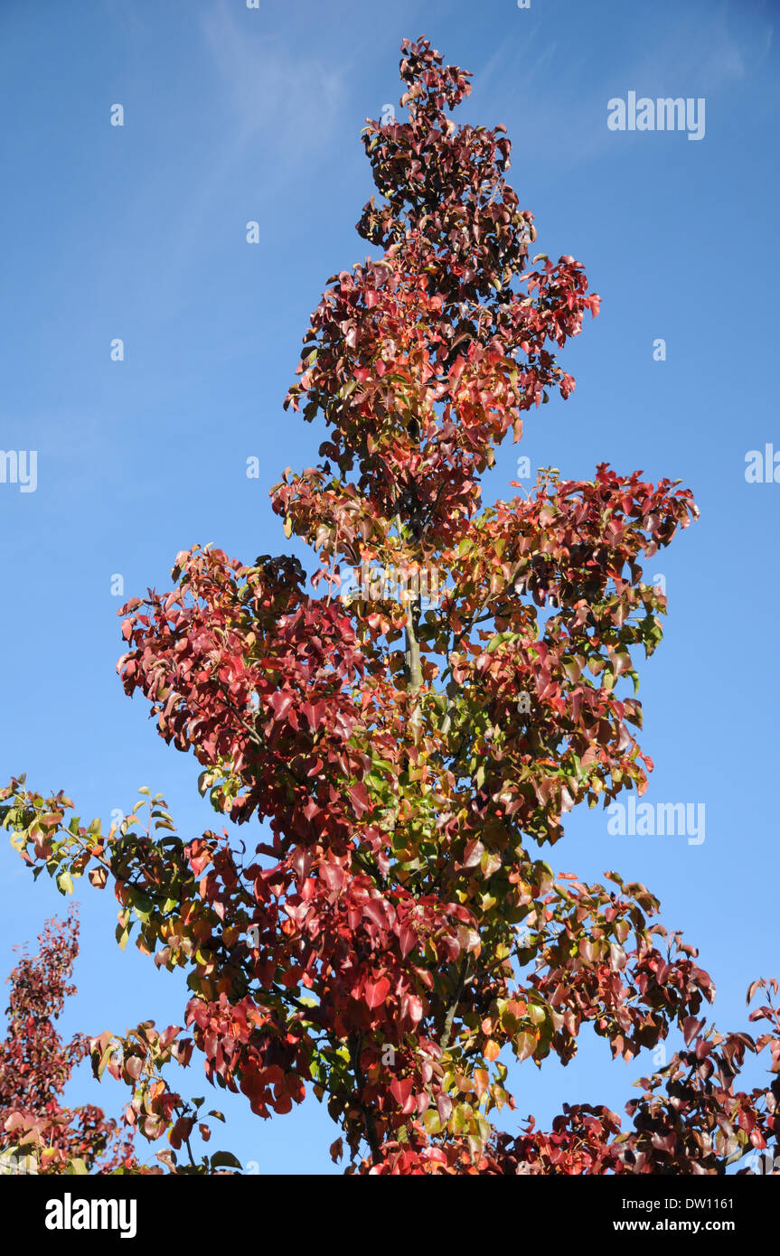 Birnbaum plants hi-res stock photography and images - Alamy