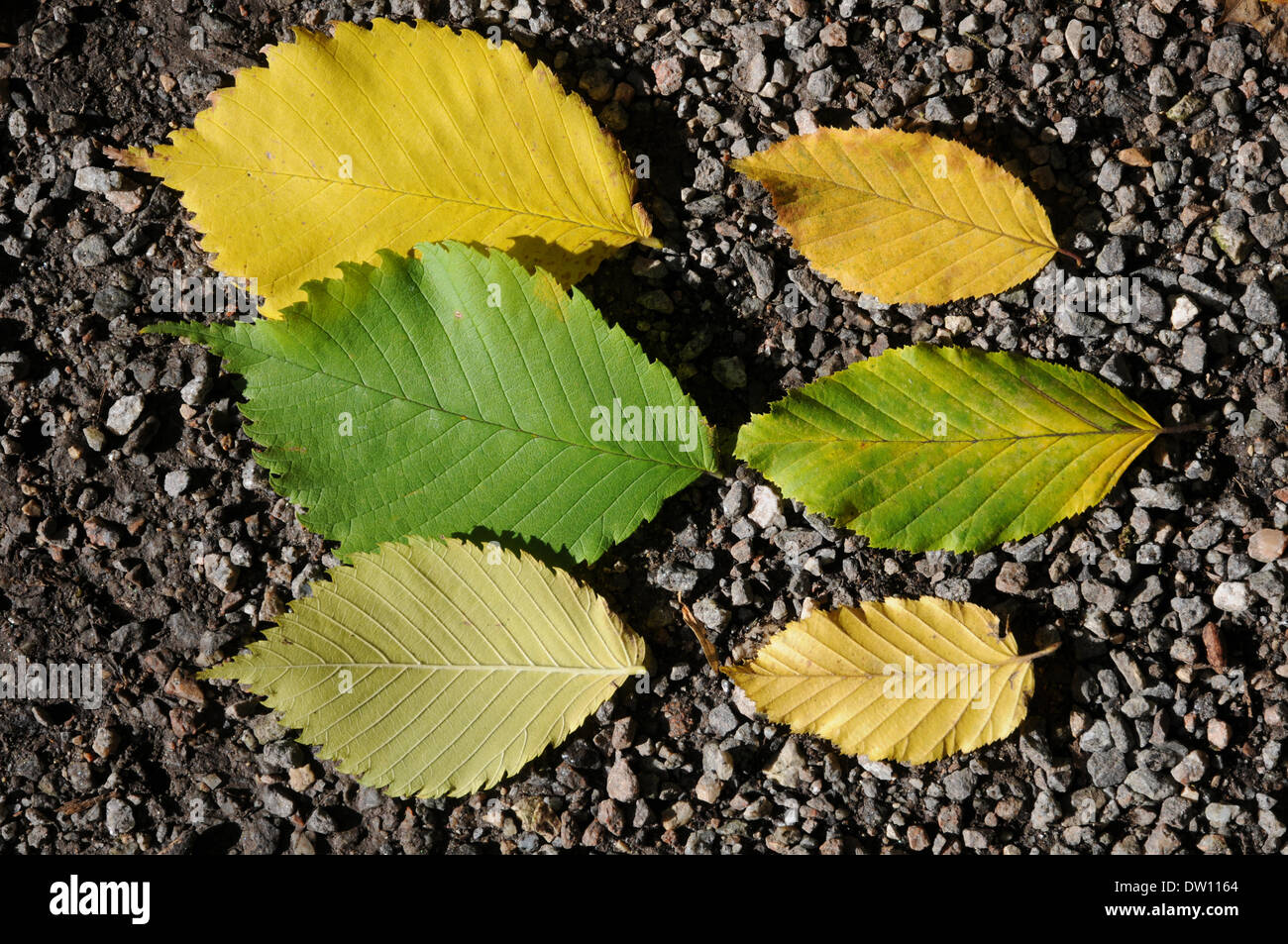 Leaves of mountain elm and field elm in autumn Stock Photo
