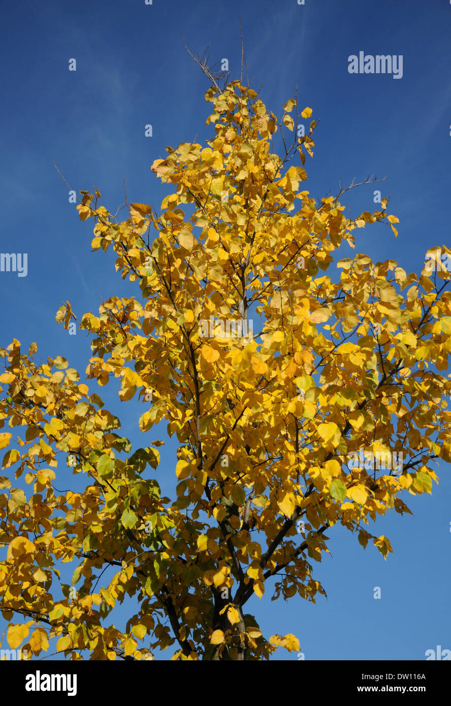 Elm color hires stock photography and images Alamy