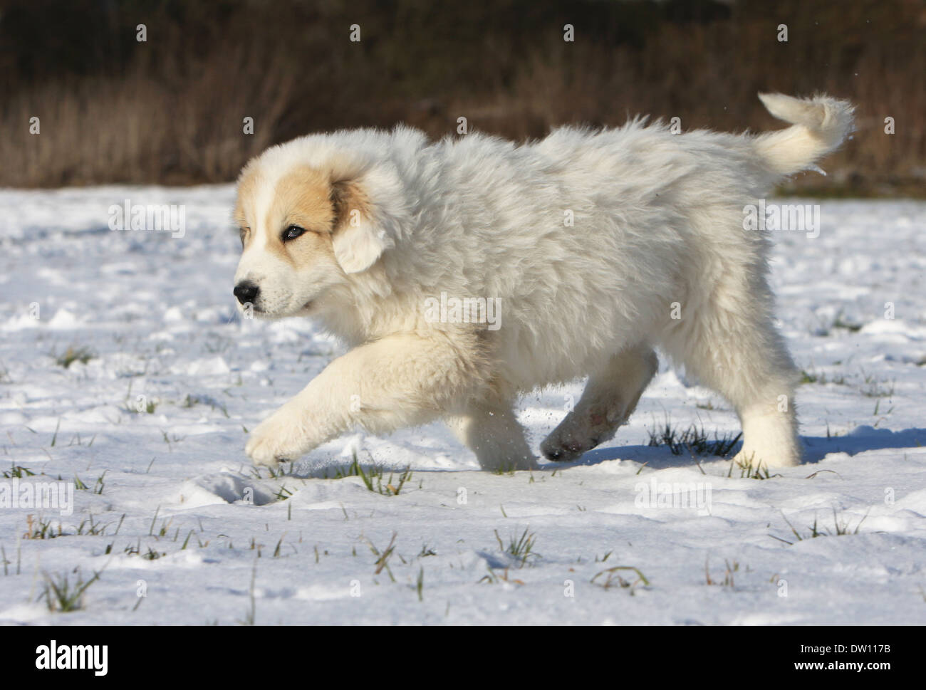 pedigree pyrenean mountain dog puppies sale