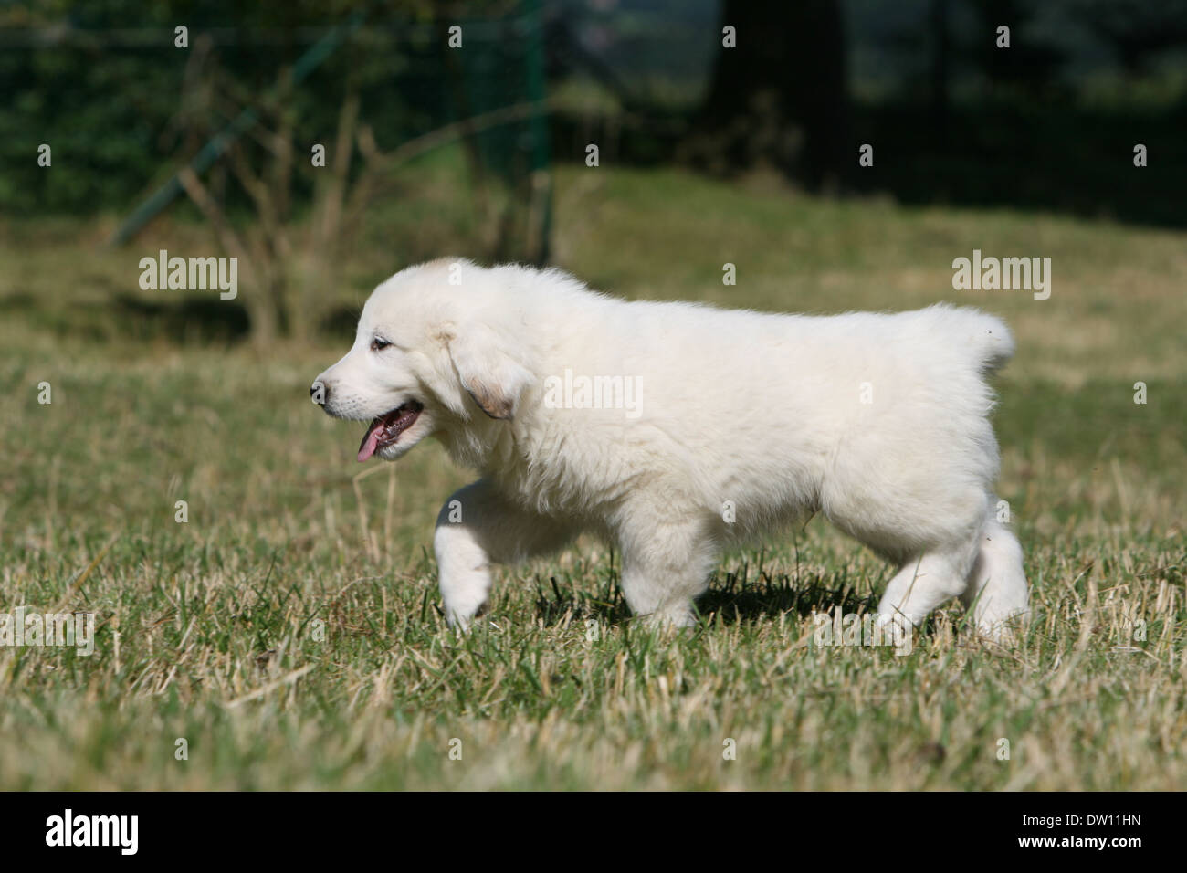 pedigree pyrenean mountain dog puppies sale