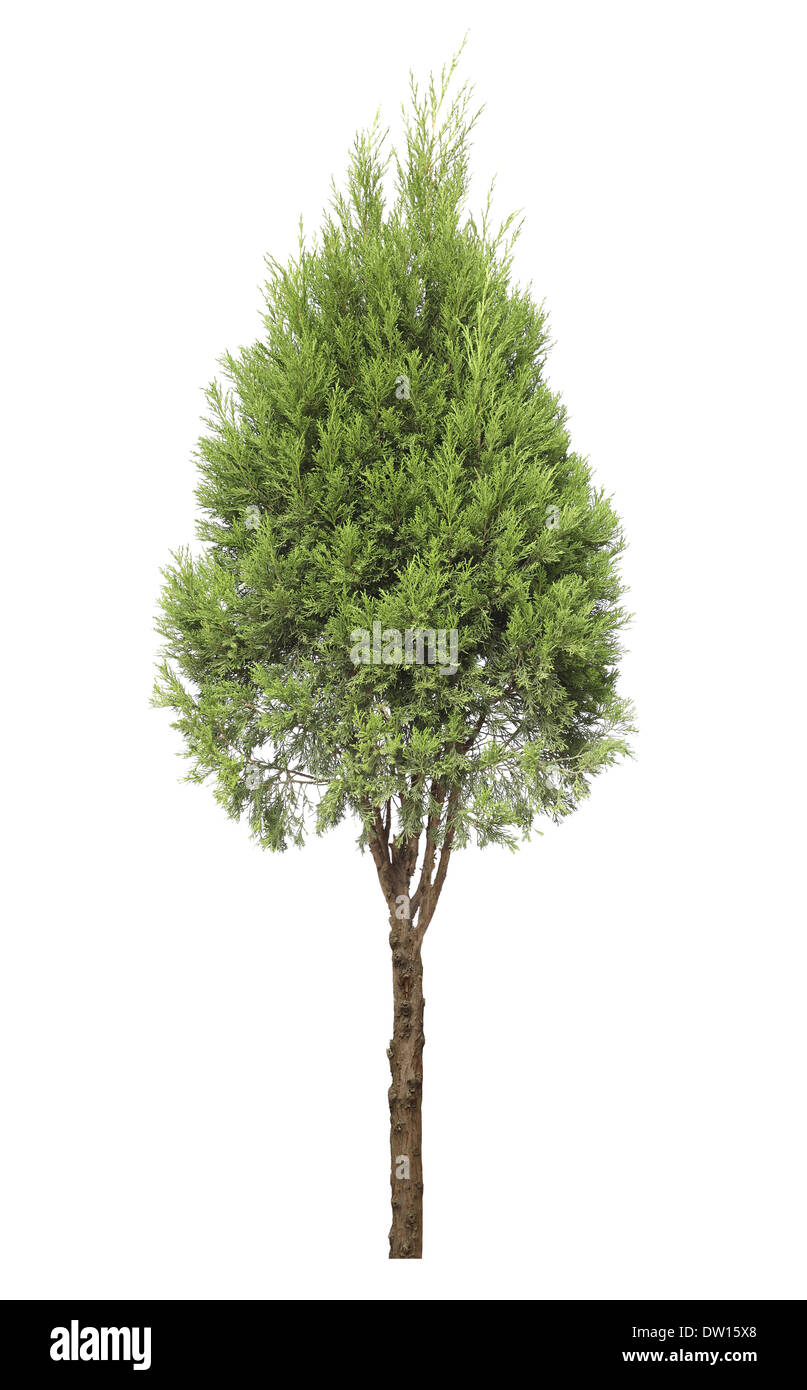 cypress tree Stock Photo