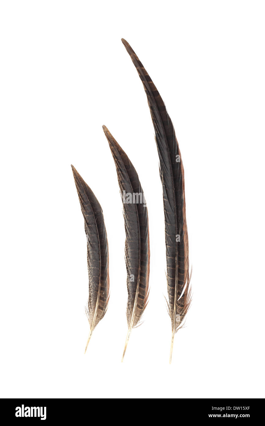 Pheasant Feather Images – Browse 97 Stock Photos, Vectors, and