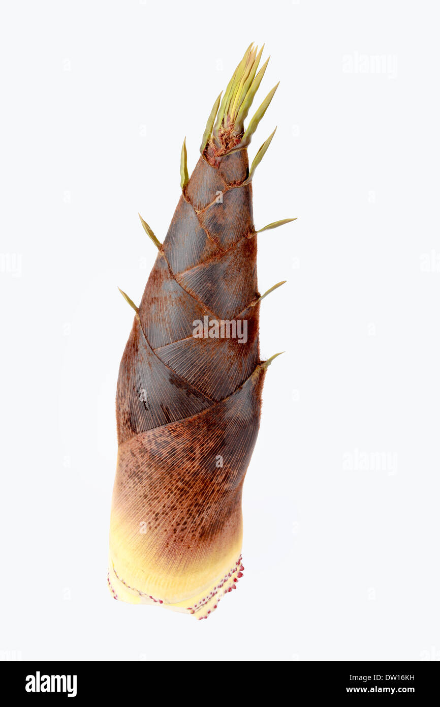 Bamboo shoot china Cut Out Stock Images & Pictures Alamy