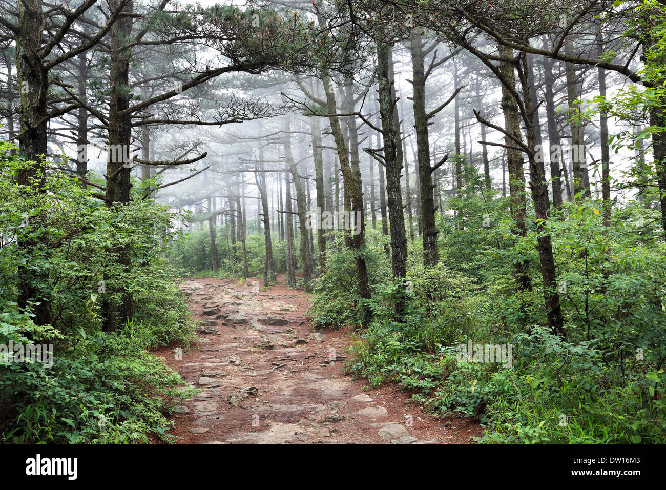 pine forest in the fog Stock Photo - Alamy