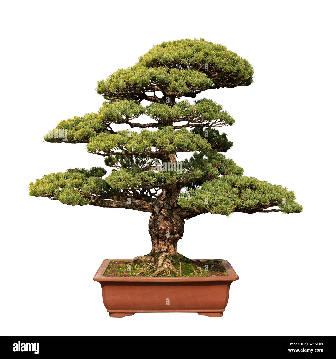green bonsai tree of pine Stock Photo