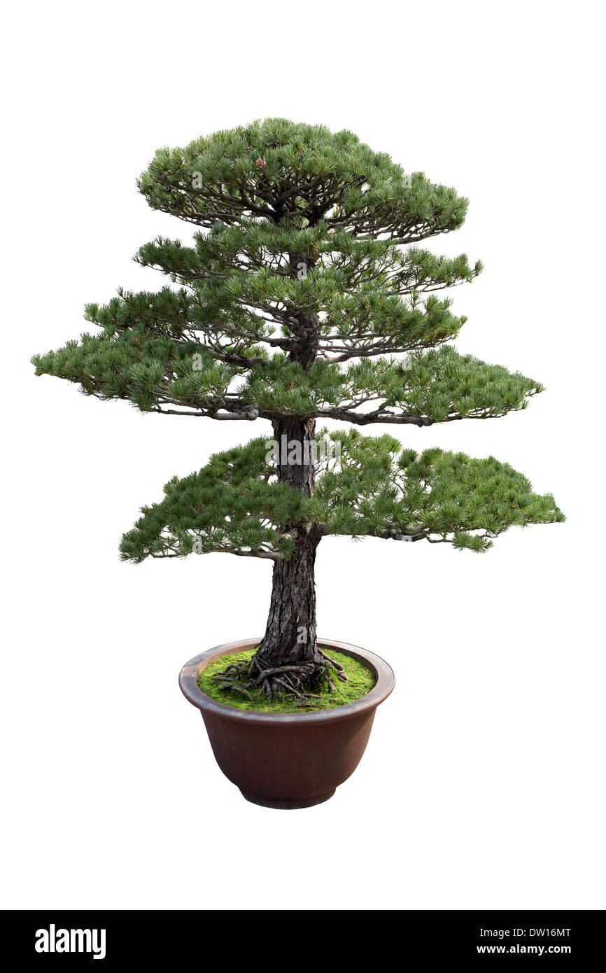 Bonsai pine hi-res stock photography and images - Alamy