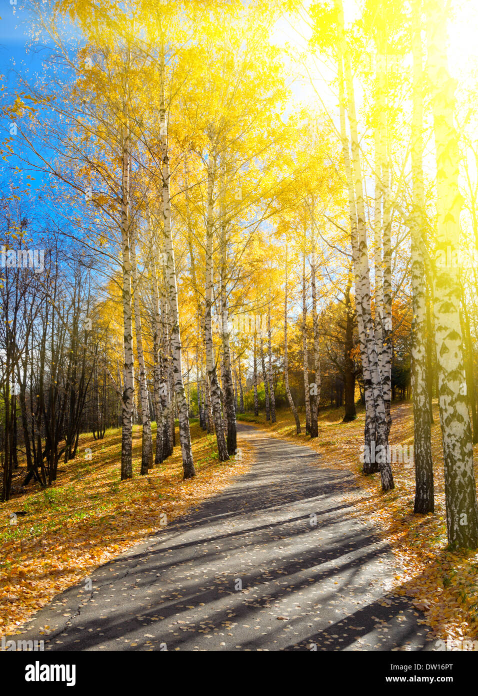 Pathway in autumn forest Stock Photo