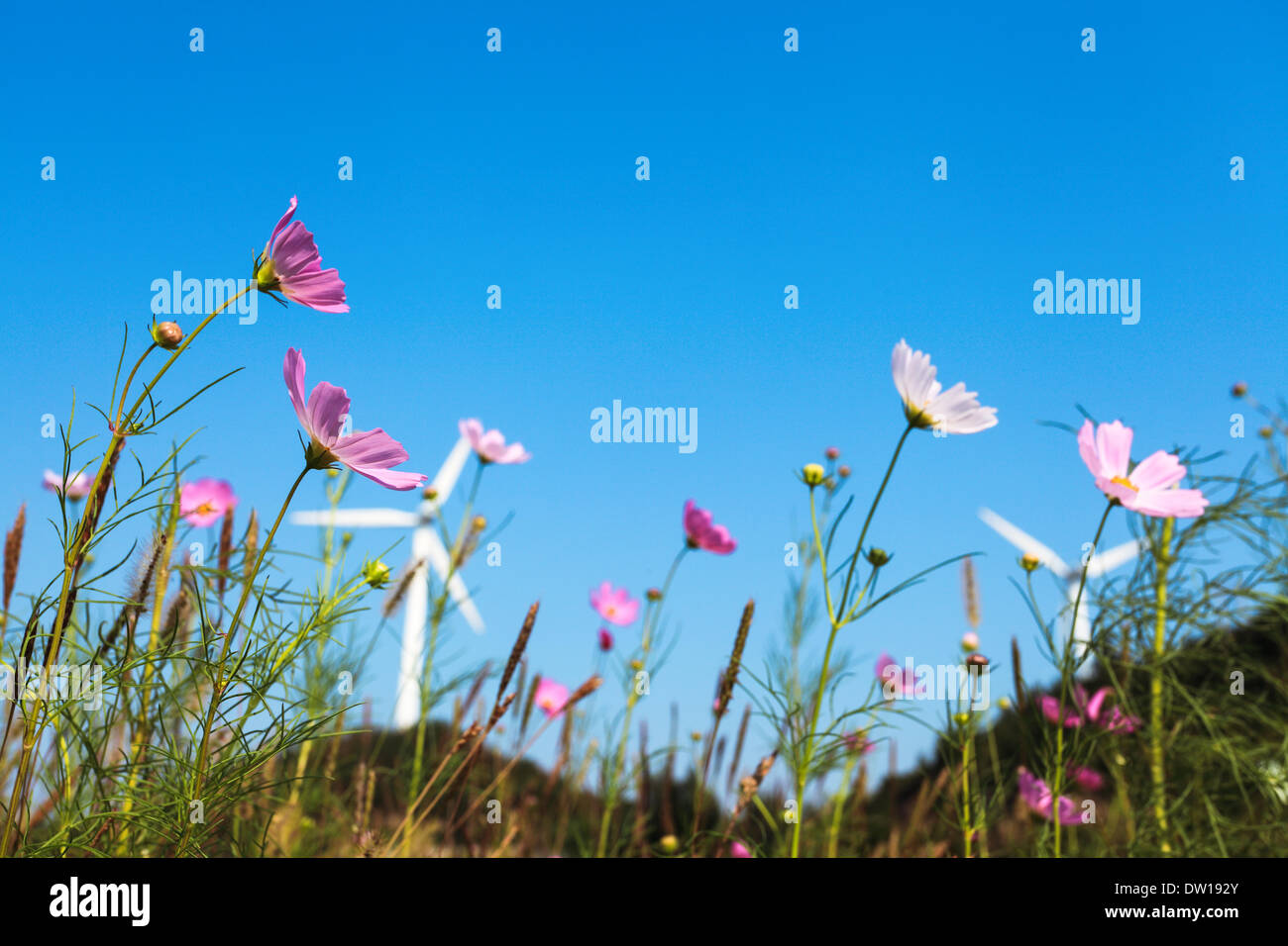 flower and wind turbines Stock Photo