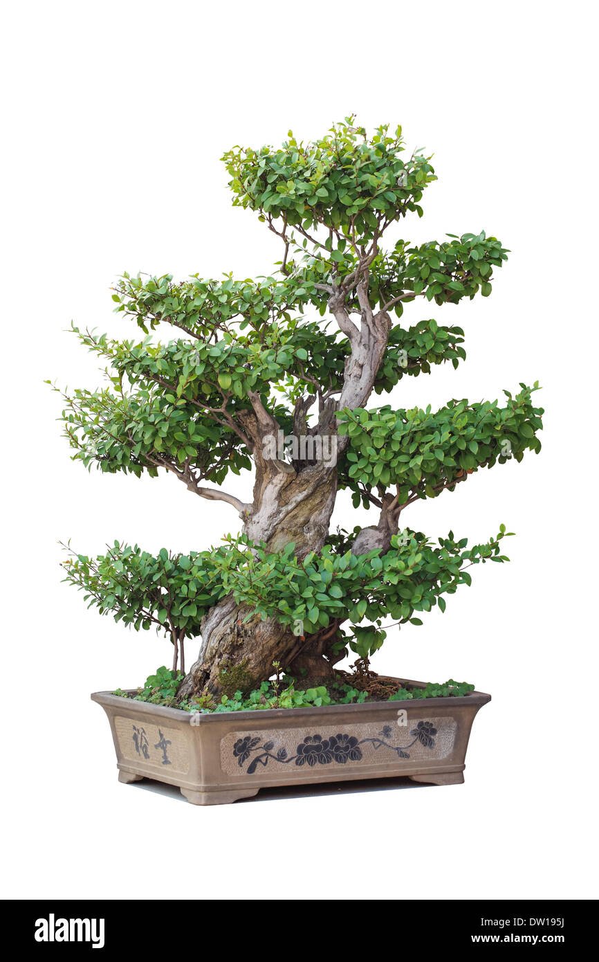 chinese bonsai tree Stock Photo Alamy