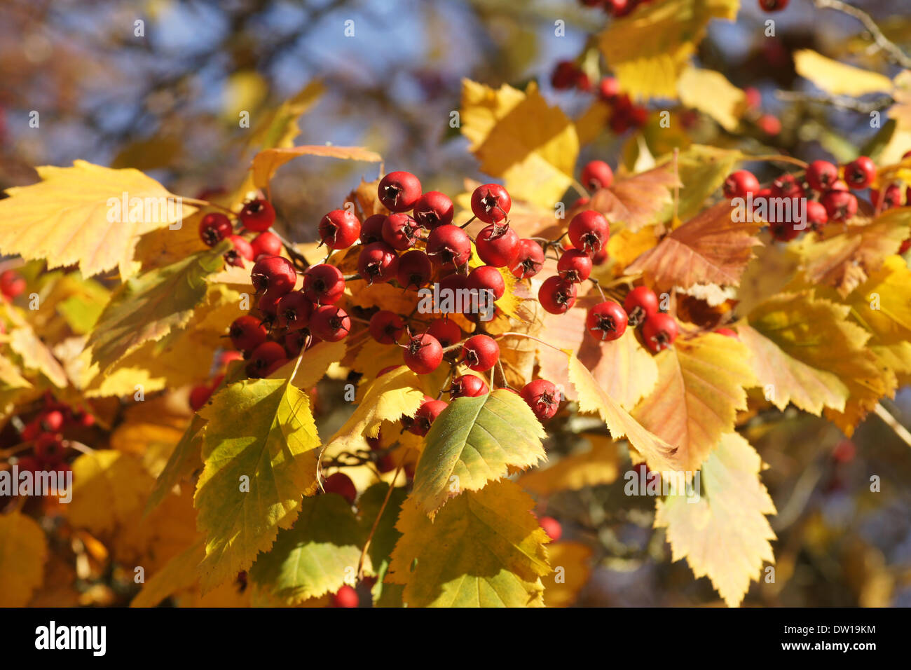 Scarlet Hawthorn Stock Photo