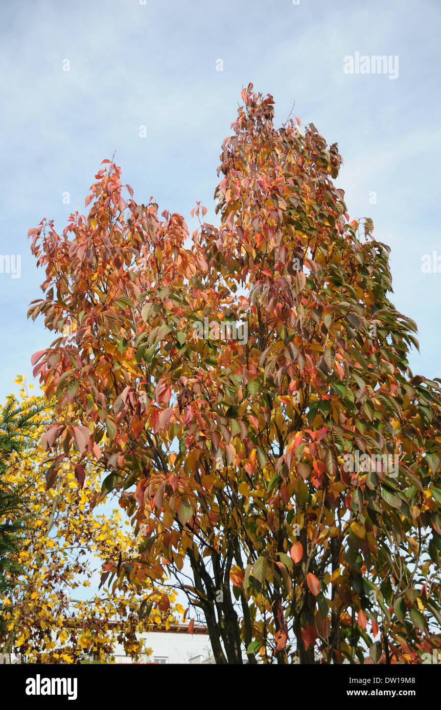 Fastigiate Flowering Cherry Stock Photo