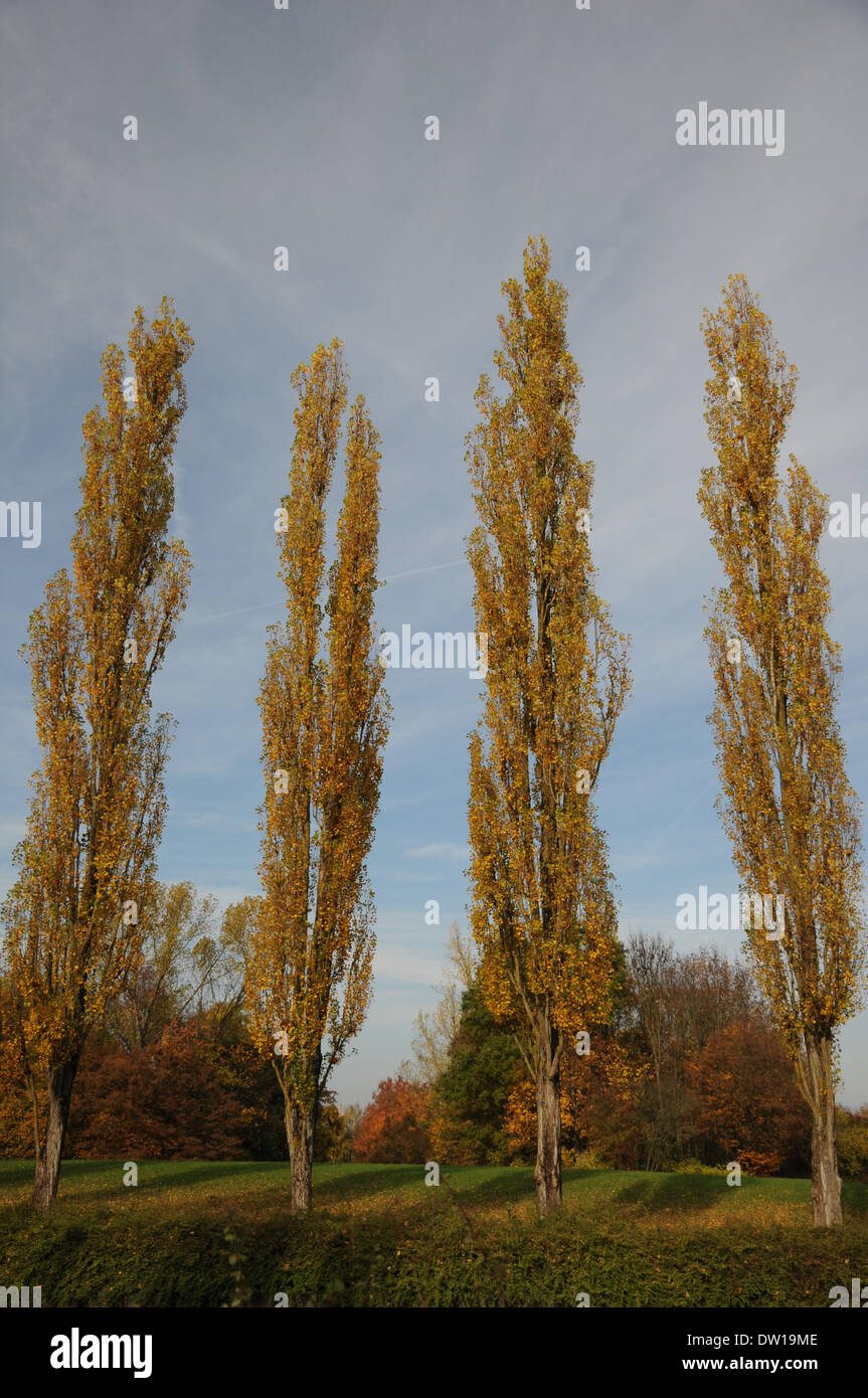 Fastigiate Shape Fastigiate Black Poplar Stock Photo - Alamy