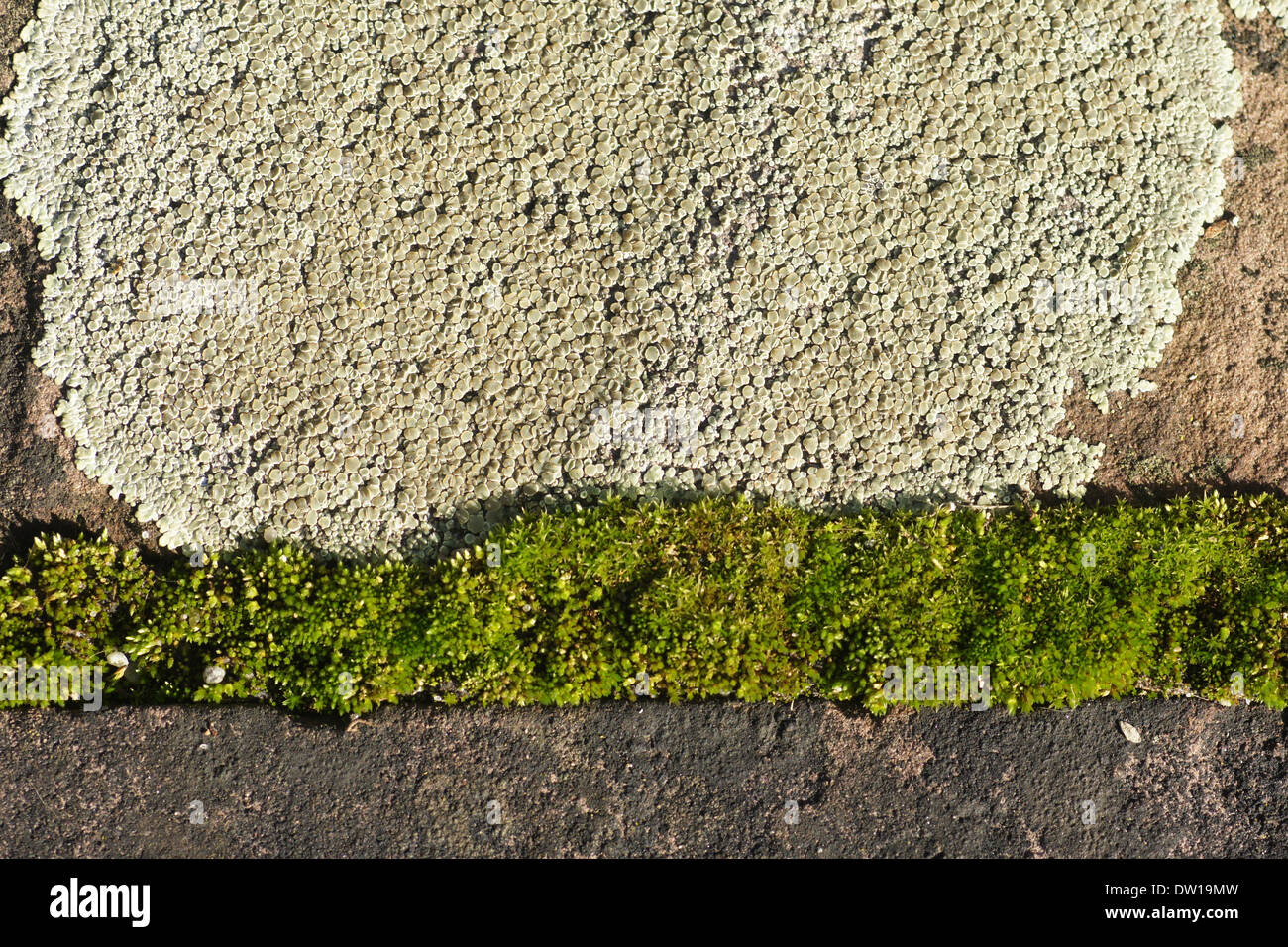 Lichen and moss Stock Photo