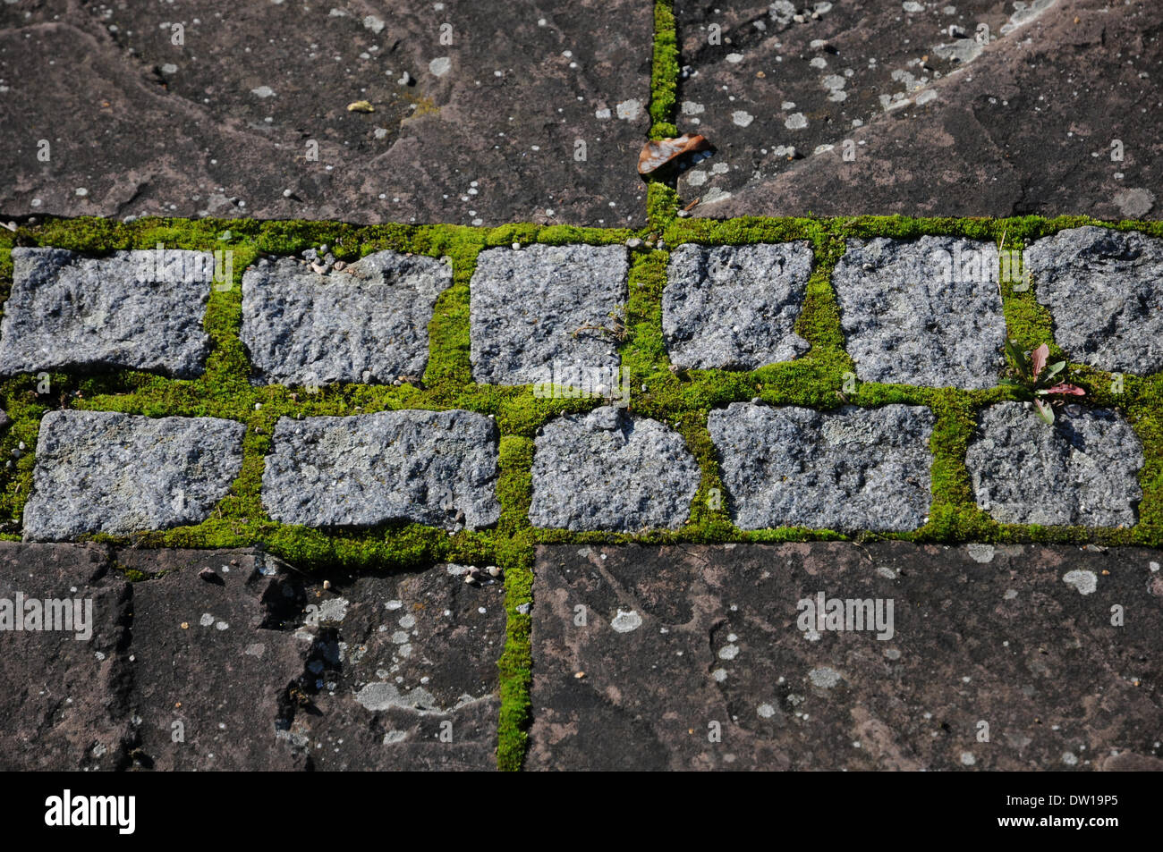 Granit-pavement with moss Stock Photo