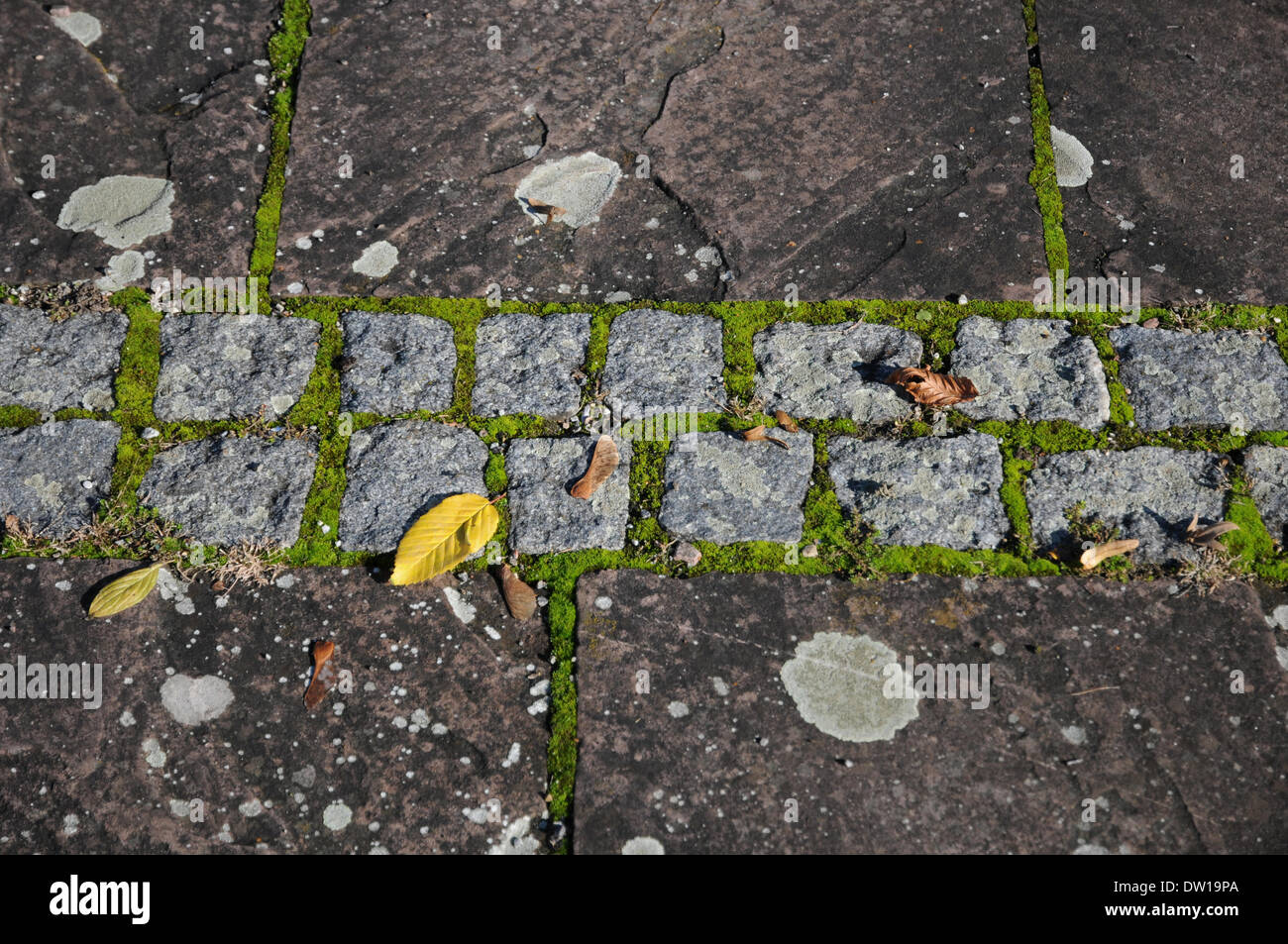 Pavement with moss and lichen Stock Photo