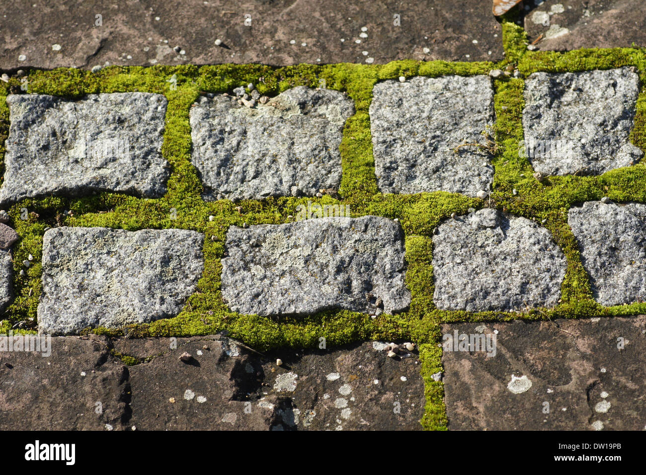 Granite pavement with moss Stock Photo