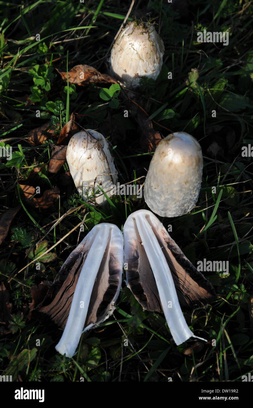 Shaggy cap hires stock photography and images Alamy