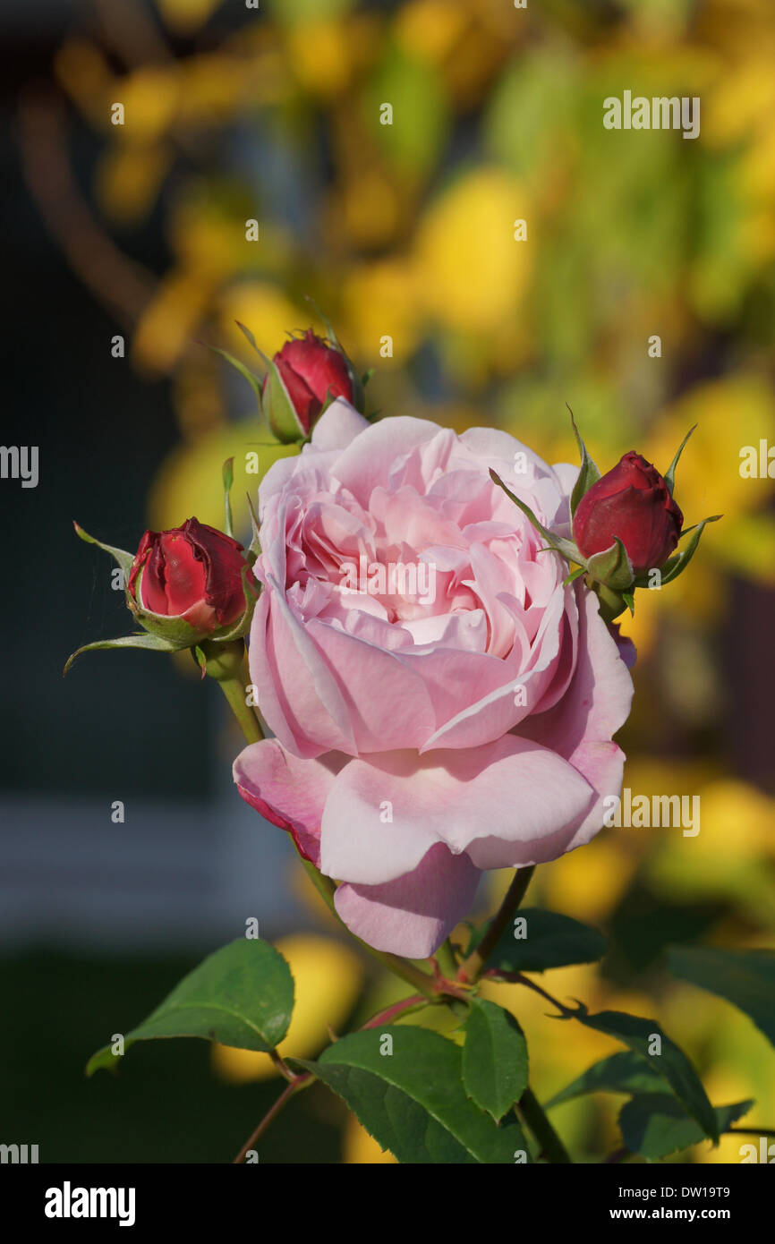 Rose mary tea hires stock photography and images Alamy