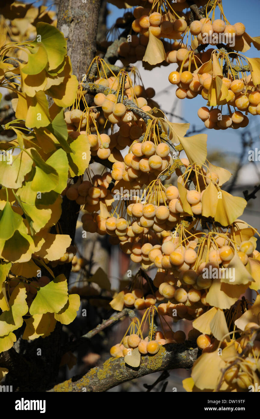 Ginkgo tree Stock Photo