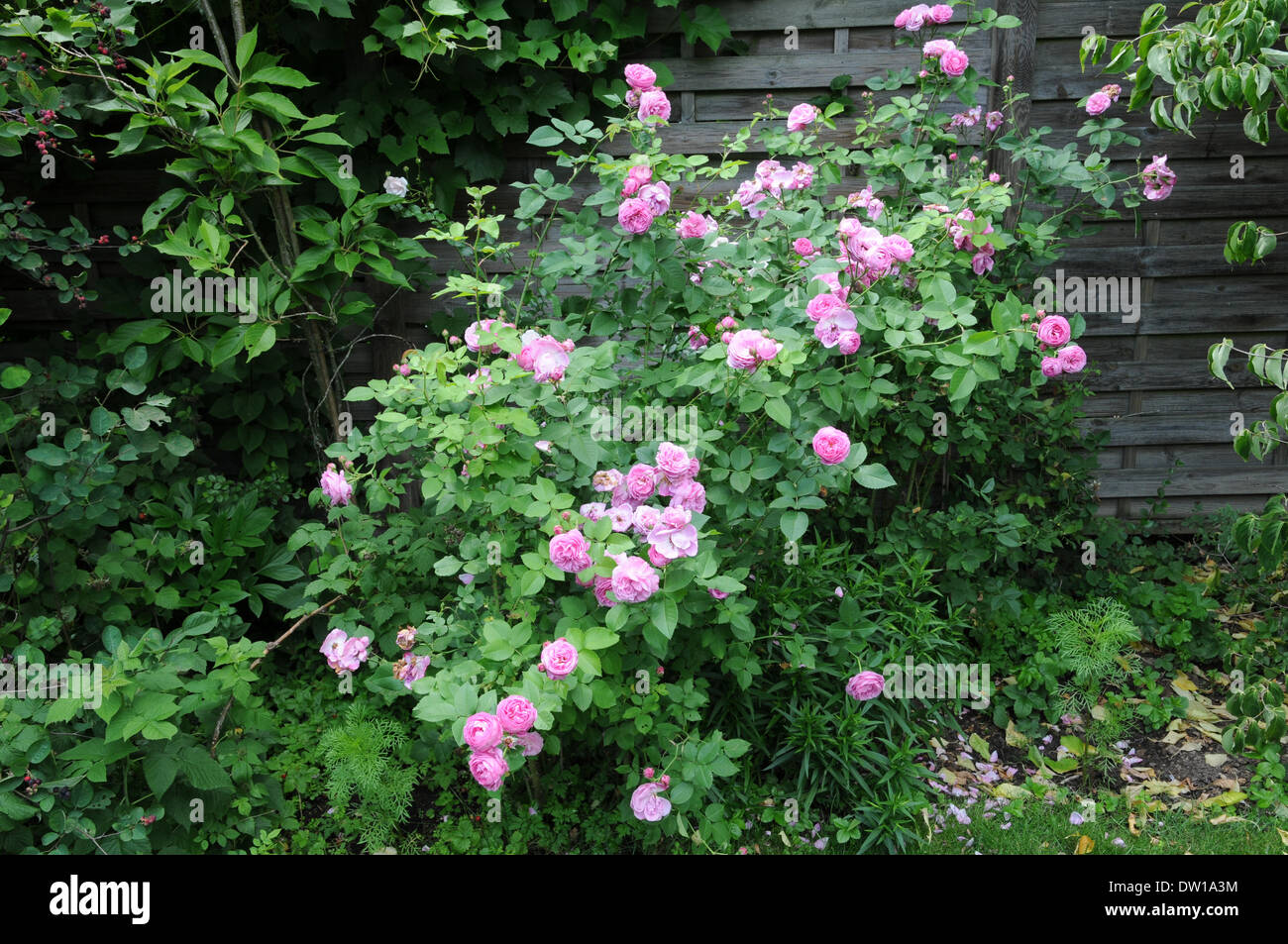 Shrub rose Stock Photo