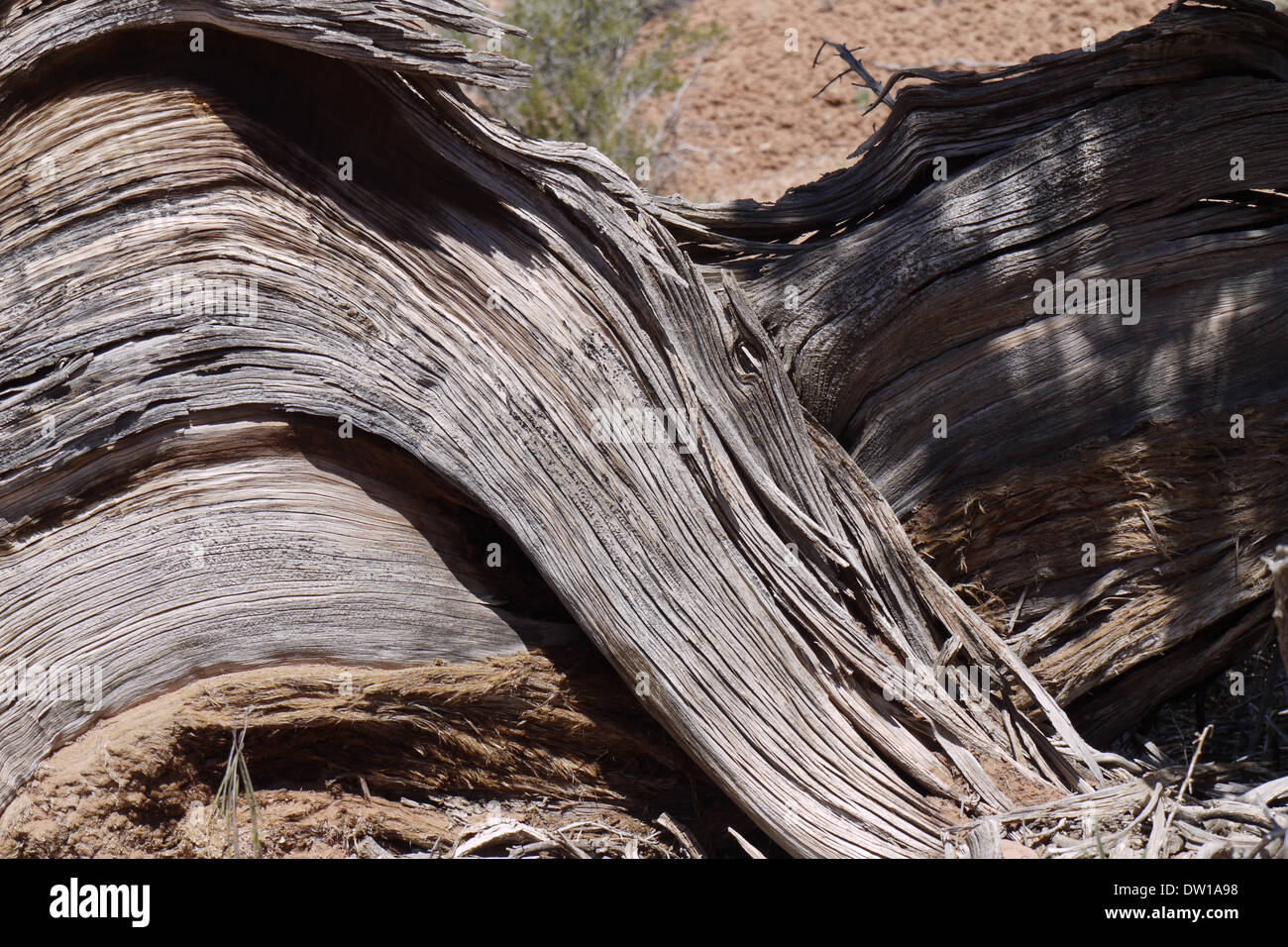 Twisted wood hi-res stock photography and images - Alamy