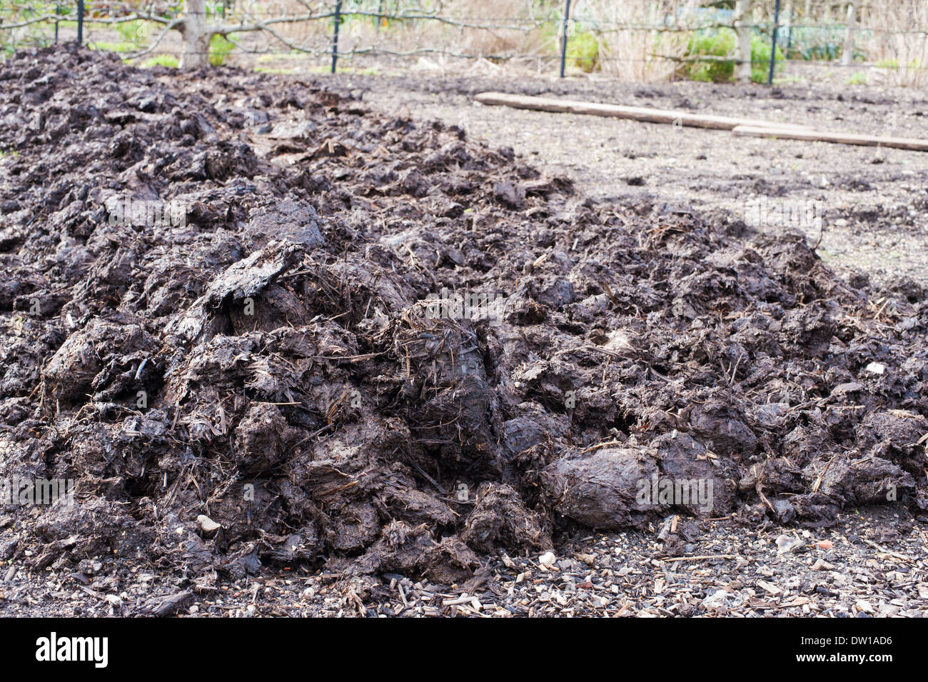 heap of manure ready to dig into the soil of a vegetable garden Stock