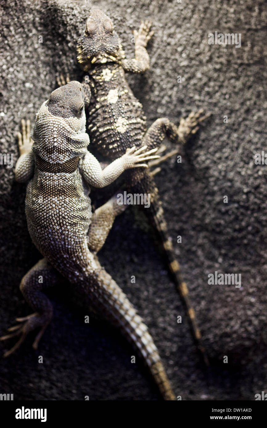 two lizards on a rock Stock Photo