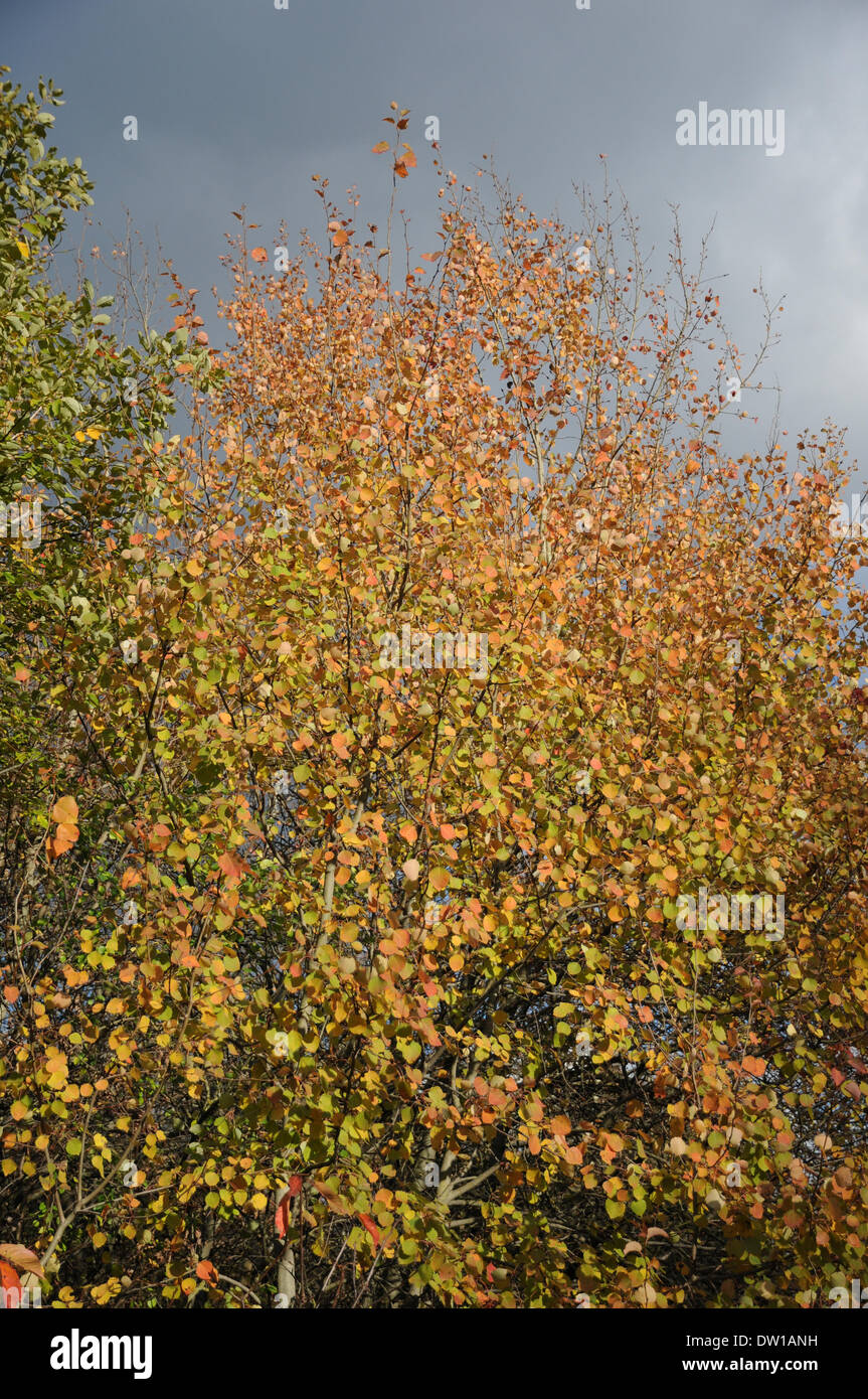 Aspen in fall hi-res stock photography and images - Alamy