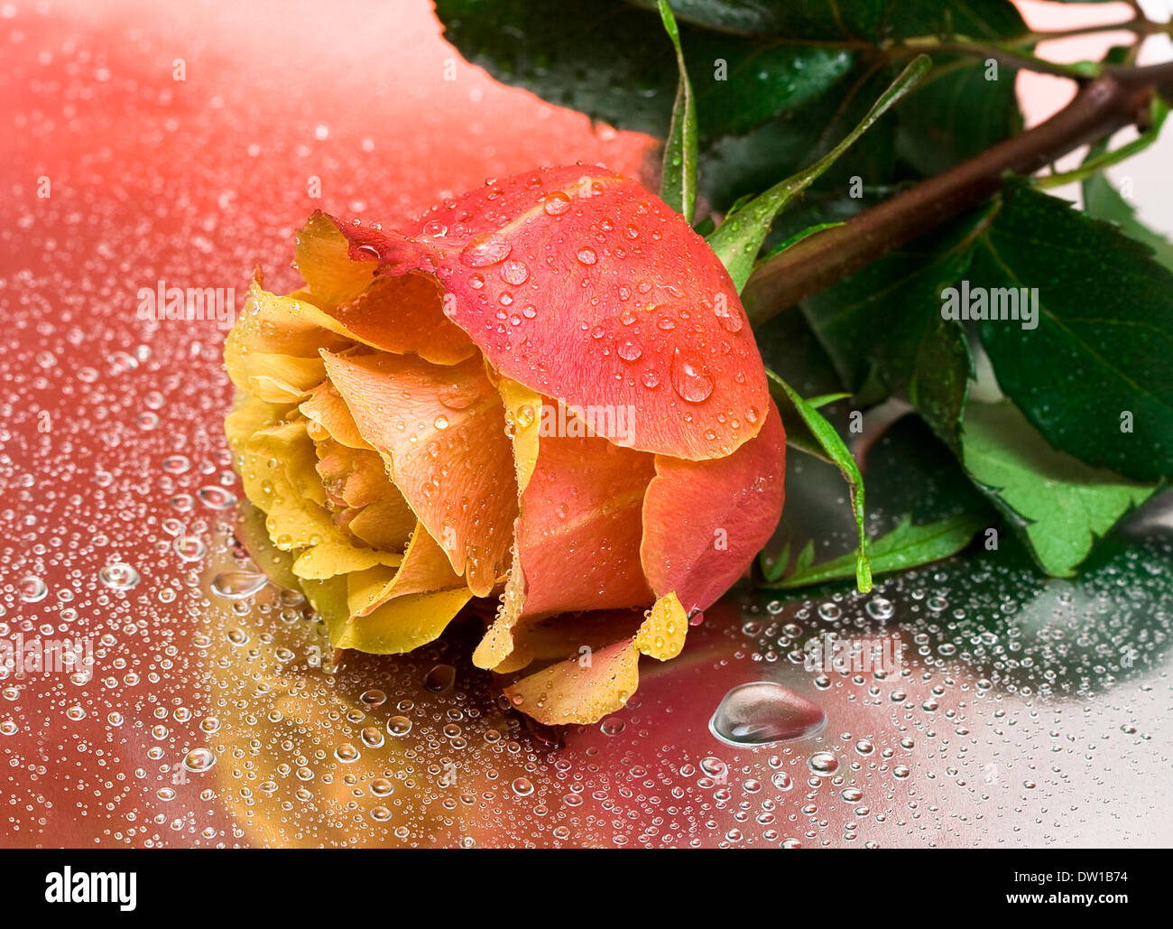 yellow rose with water drops Stock Photo - Alamy