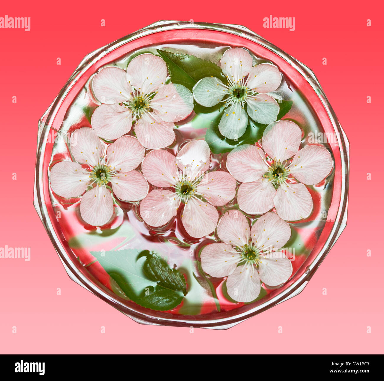 spring flowers of sakura in water Stock Photo
