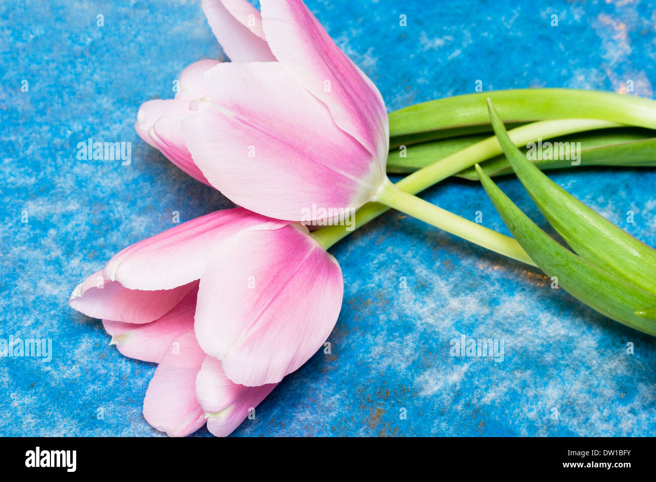 pink tulips over blue background Stock Photo