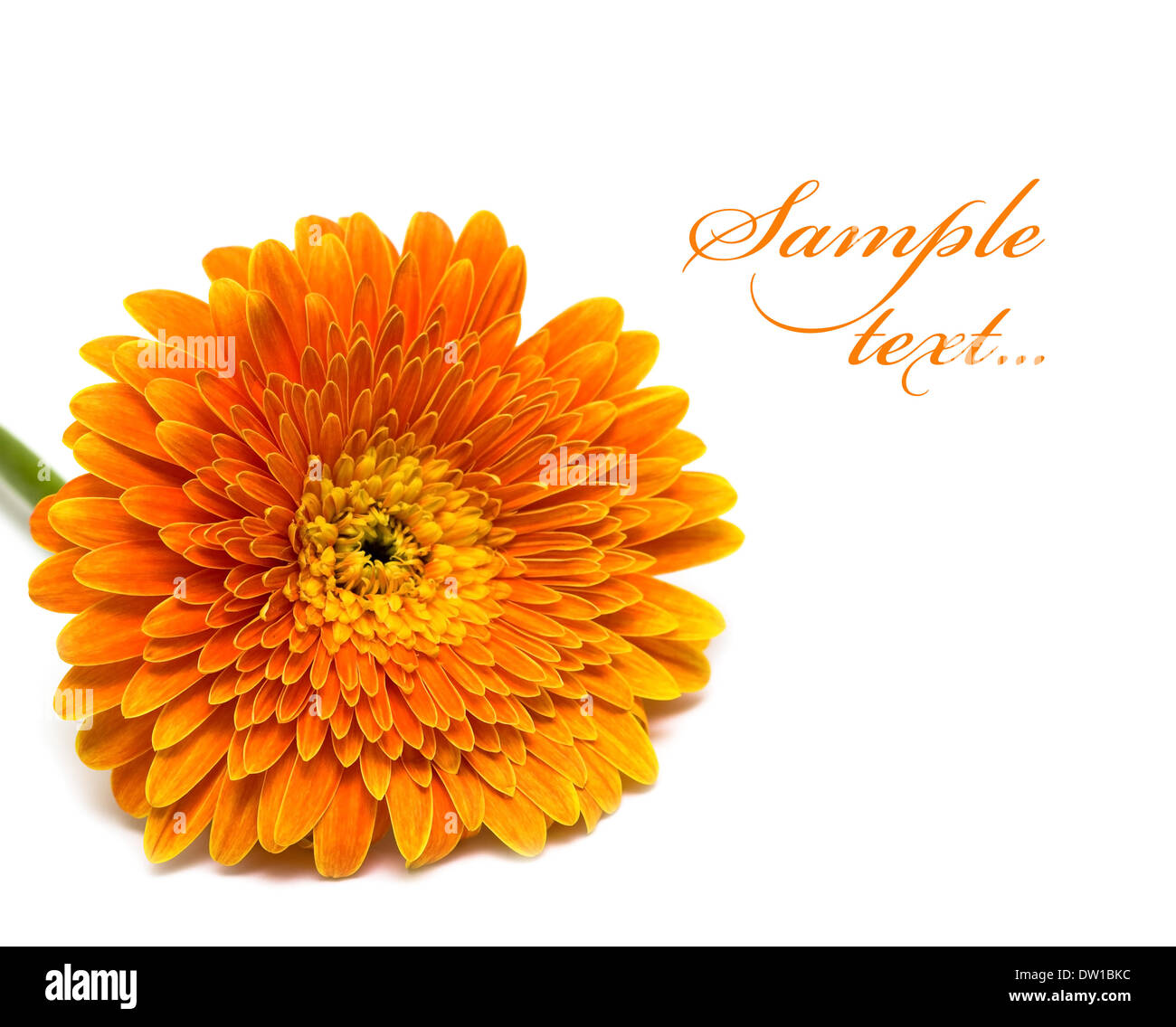 orange flower isolated on white background Stock Photo - Alamy